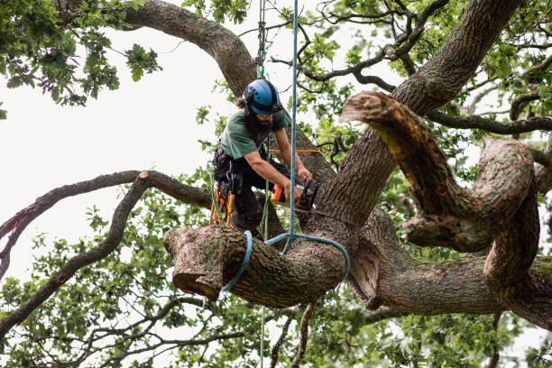 How Our Tree Care Process Works  in  Britton, SD