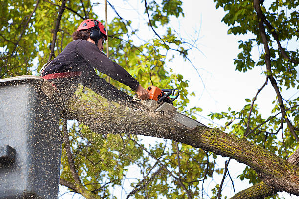 Best Tree Mulching  in Britton, SD