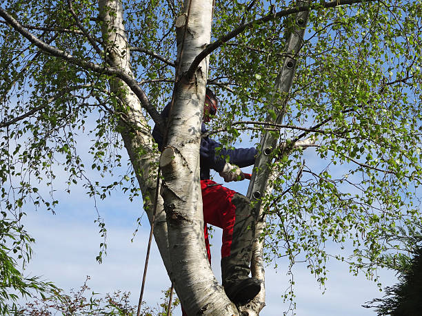 Best Tree and Shrub Care  in Britton, SD