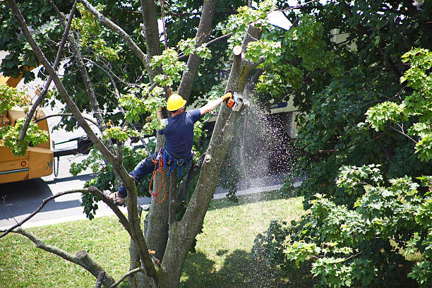 Best Commercial Tree Services  in Britton, SD